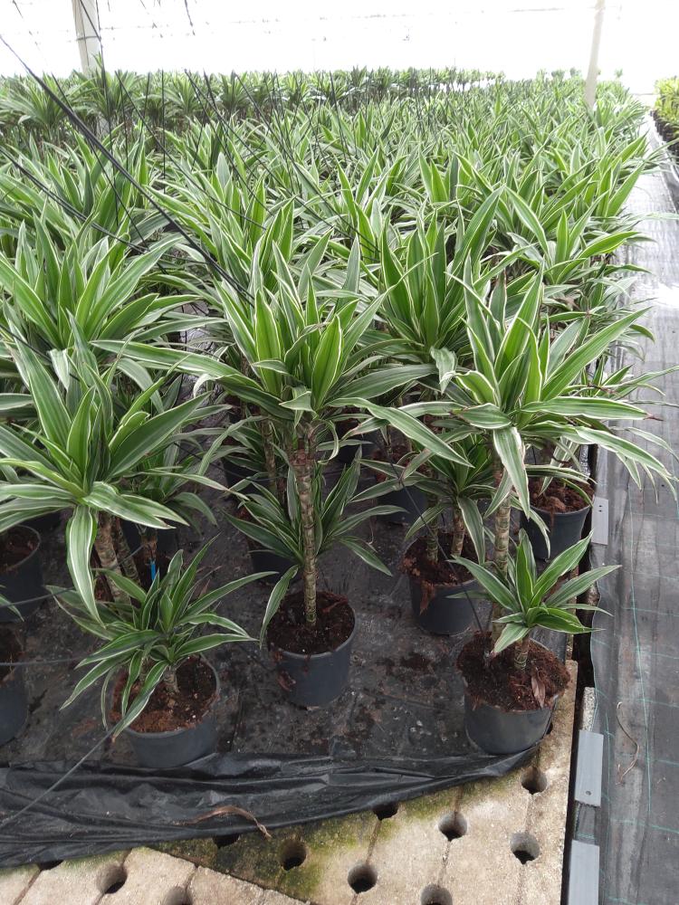 DRACAENA ULISES H45/15 VP17