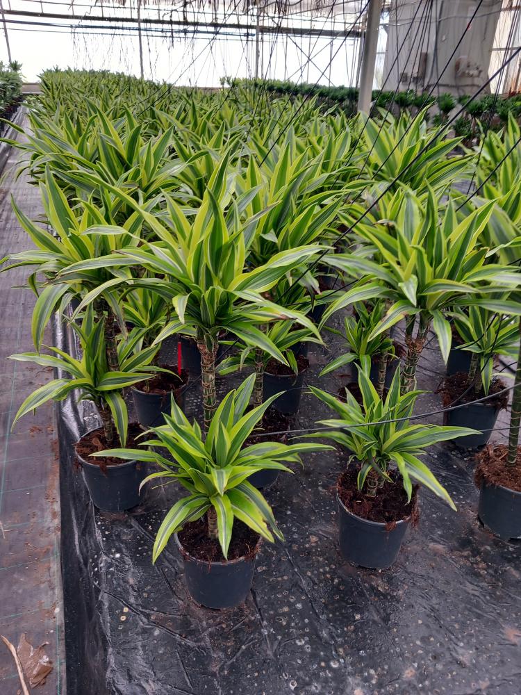 DRACAENA LEMON H45/15 VP17