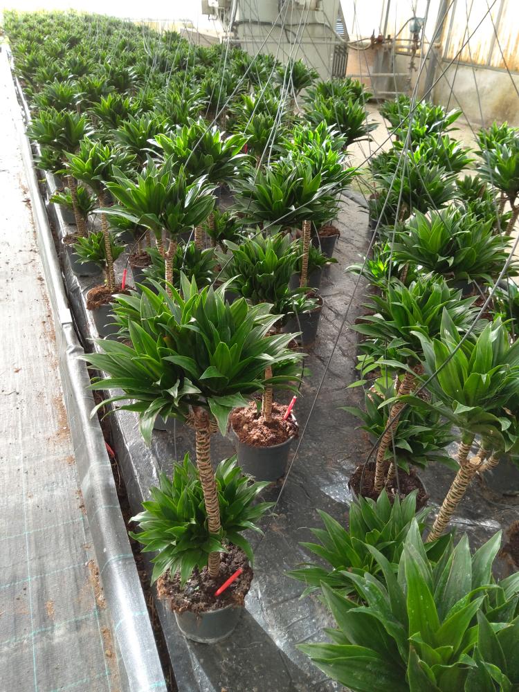 DRACAENA GREEN H45/15 VP17