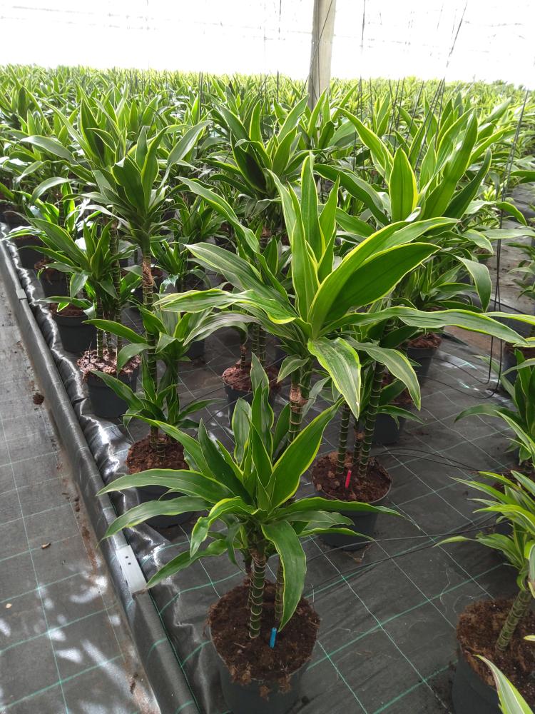 DRACAENA GREEN H60/30/15 VP21