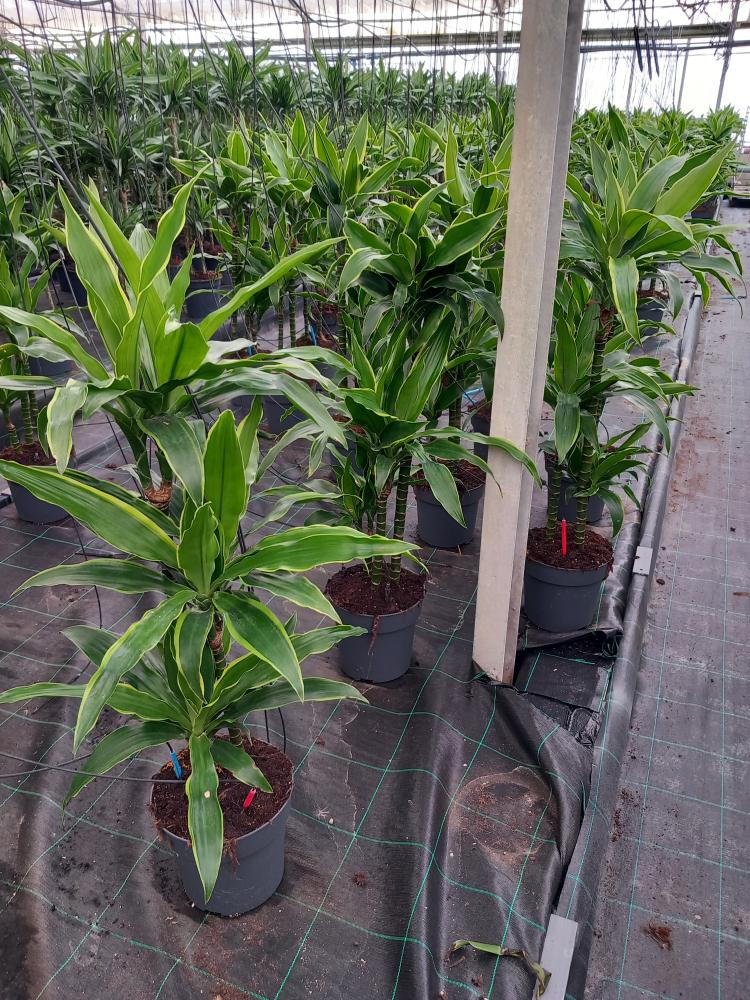 DRACAENA GREEN H60/30/15 VP21