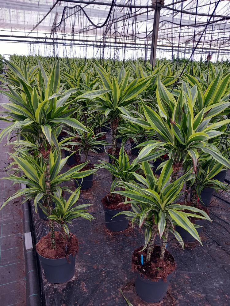 DRACAENA LEMON H60/30/15 VP21