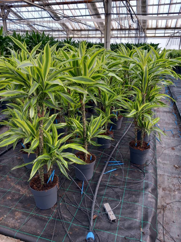 DRACAENA LEMON H60/30/15 VP21