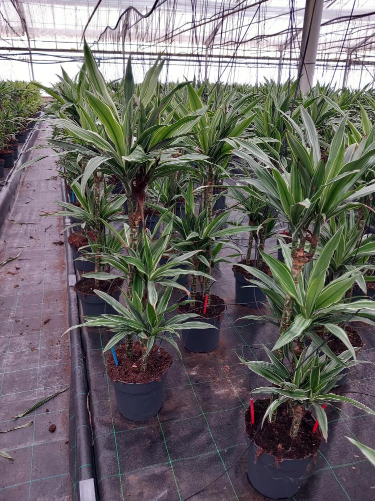 DRACAENA ULISES H60/30/15 VP21