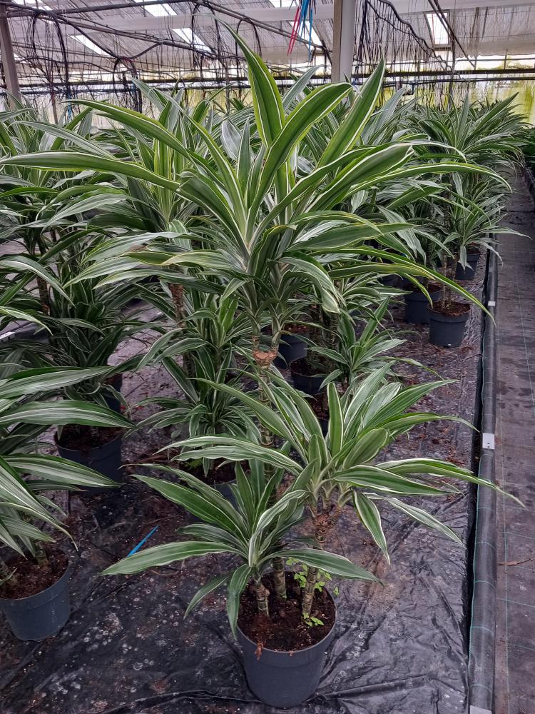 DRACAENA ULISES H60/30/15 VP21