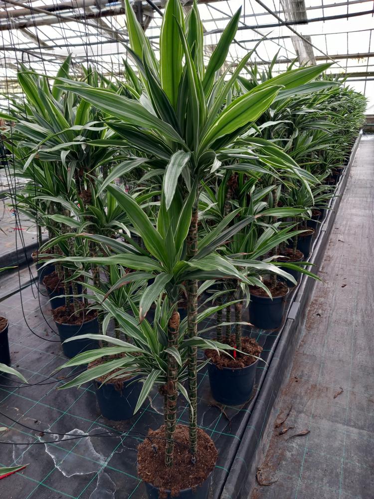 DRACAENA ULISES H90/60/30 VP24