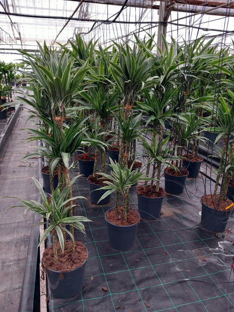 DRACAENA ULISES H90/60/30 VP24