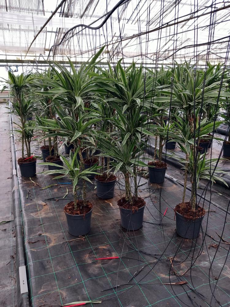 DRACAENA ULISES H90/60/30 VP24