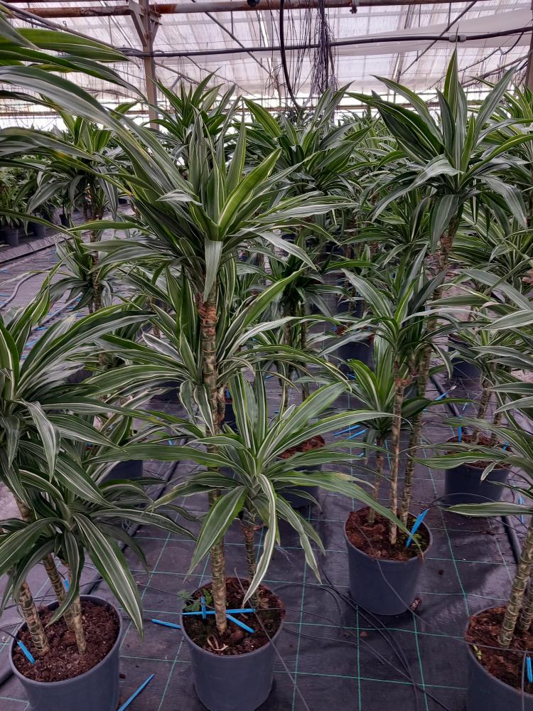 DRACAENA ULISES H90/60/30 VP24