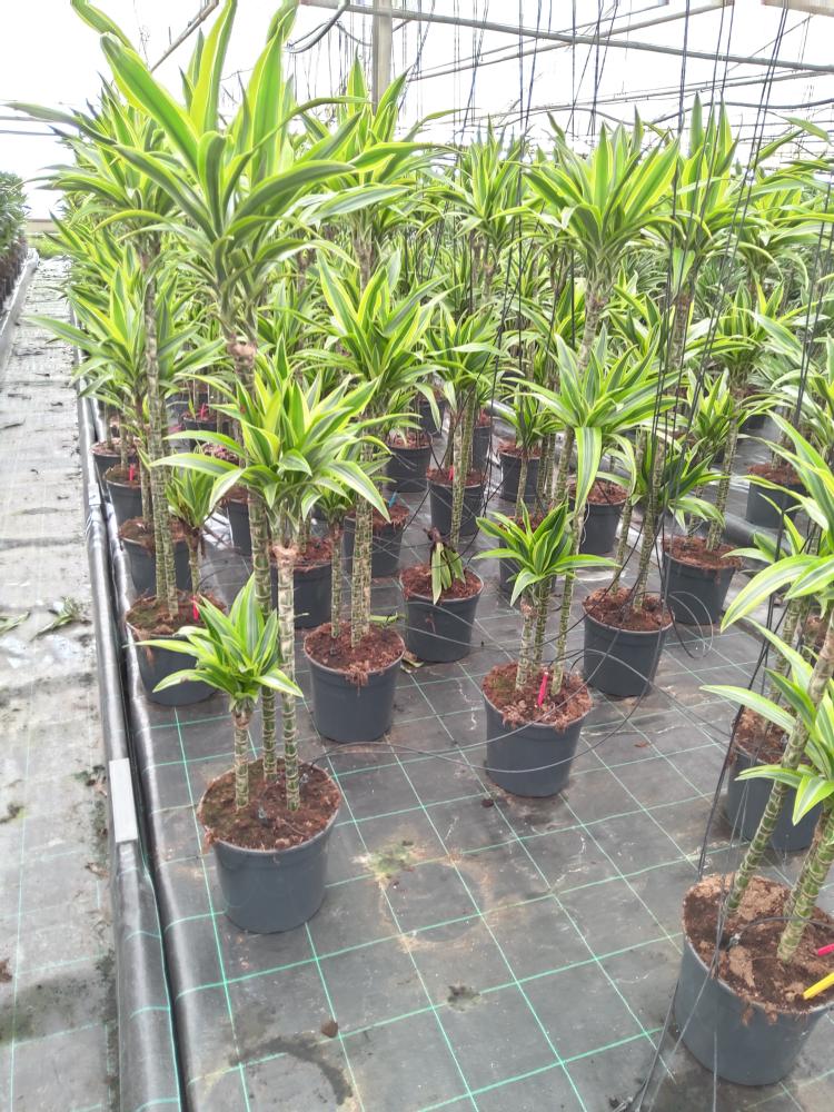DRACAENA LEMON 90/60/30 VP21