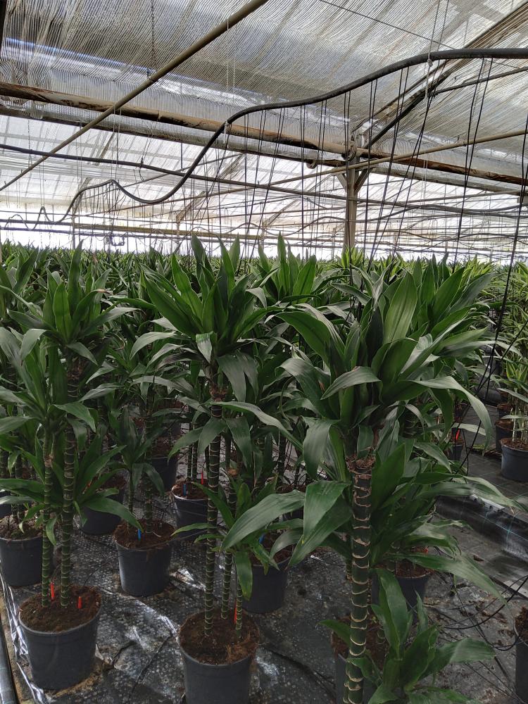 DRACAENA GREEN H90/60/30 VP24