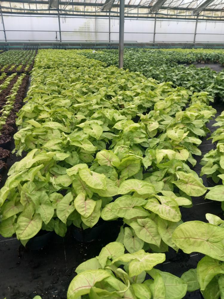 SYNGONIUM GOLDEN ALLUSION CP17