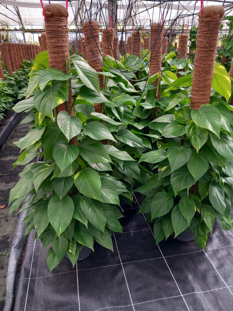 SCINDAPSUS AUREUS H120 VP24