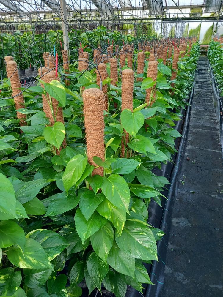 SCINDAPSUS AUREUS H100 VP19