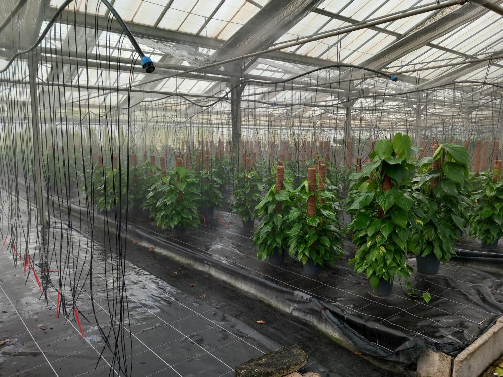 SCINDAPSUS AUREUS H100 VP19