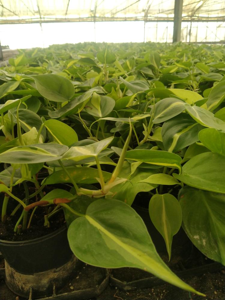 PHILODENDRON BRASIL VP12