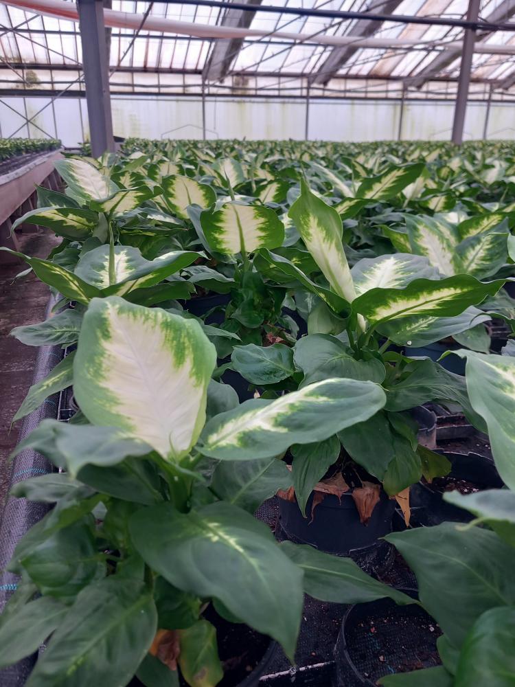 DIEFF. CAMILLA 1P VP12