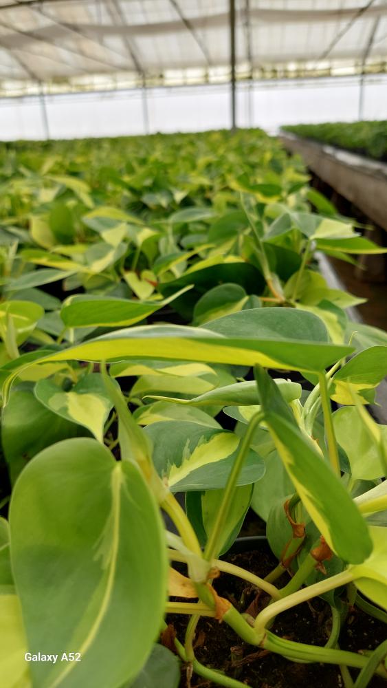 PHILODENDRON BRASIL CP17