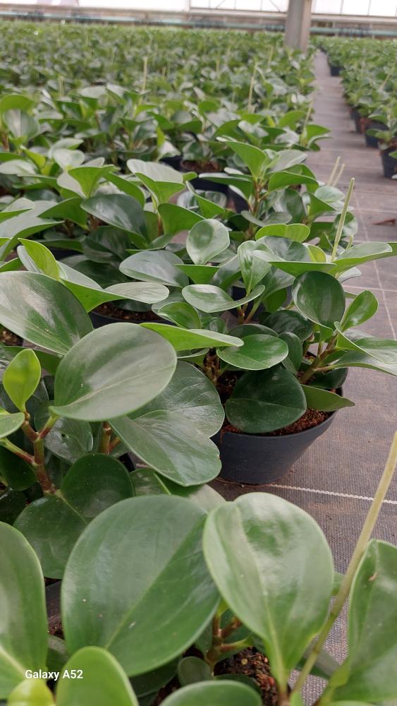 PEPEROMIA OBT. GREEN CP17