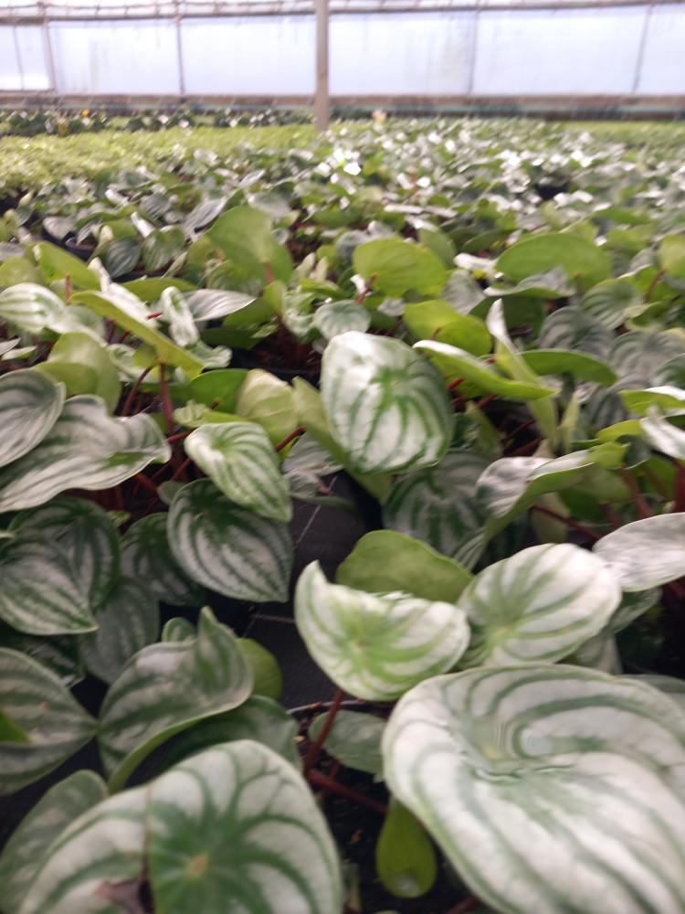 PEPEROMIA WATERMELON CP17