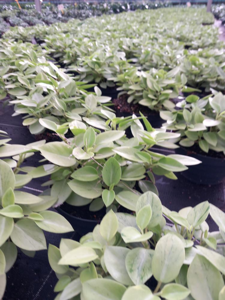 PEPEROMIA PIXIE MIX CP17
