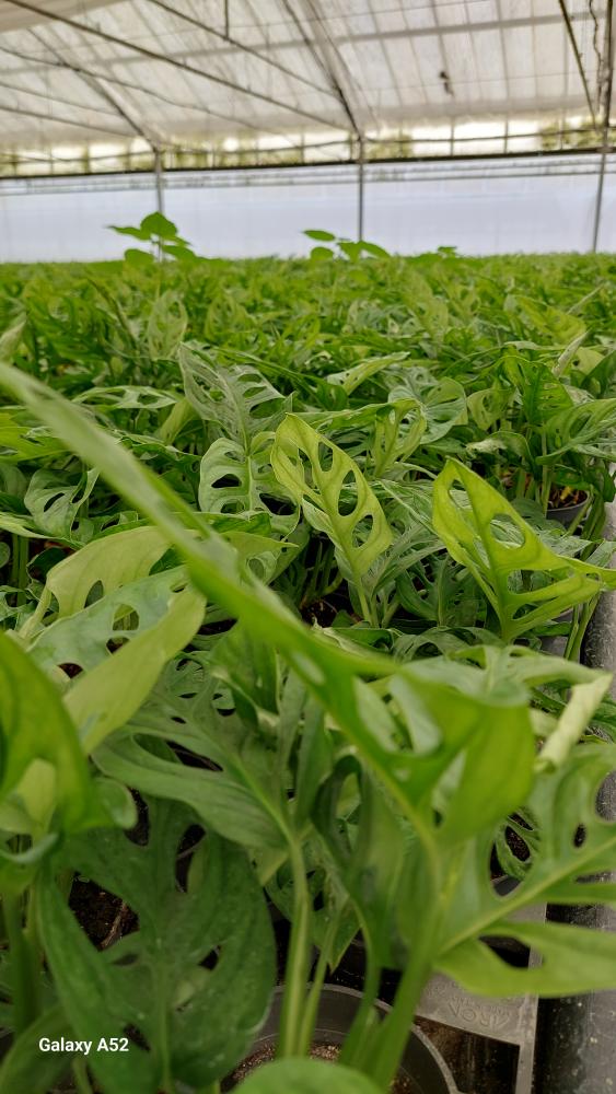 MONSTERA ADANSONII CP17