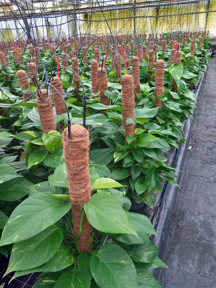 SCINDAPSUS AUREUS H80 VP17