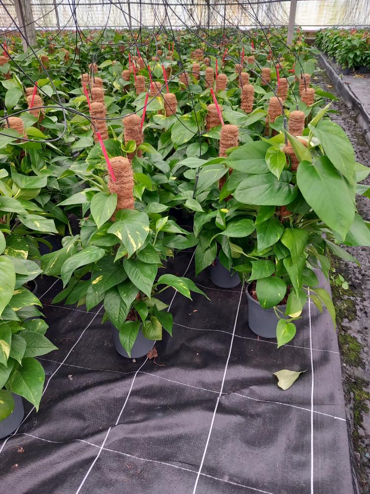 SCINDAPSUS AUREUS H60 VP17