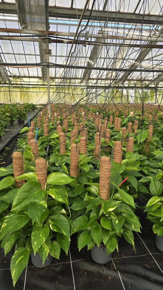 SCINDAPSUS AUREUS H60 VP17