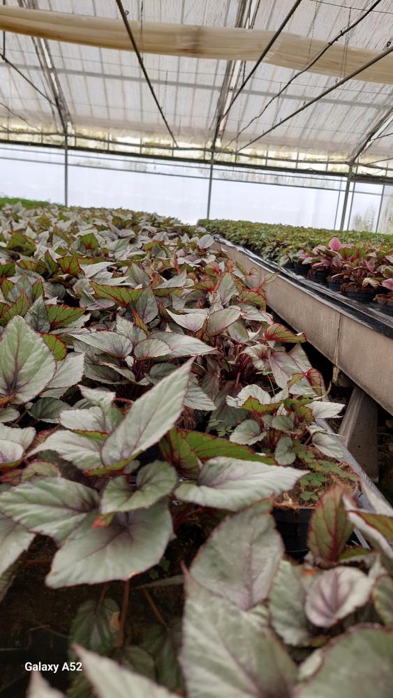 BEGONIA BELEAF CP17