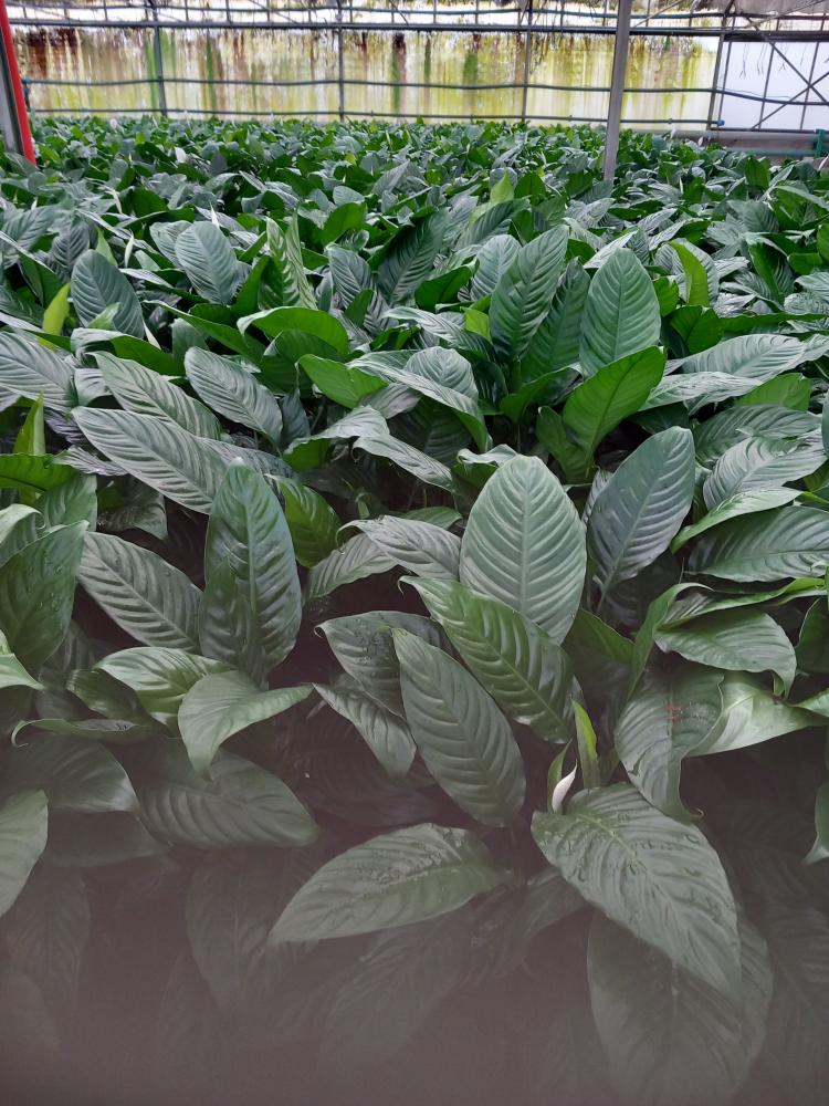 SPATHIPHYLLUM MARTINA VP17