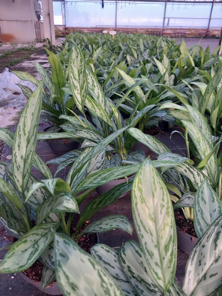 AGLAONEMA S. QUEEN 3P CP17