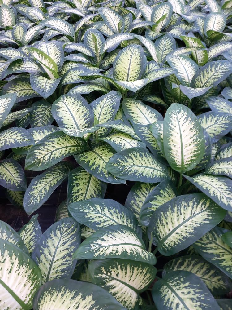 DIEFF. TROPIC SNOW 2P VP21