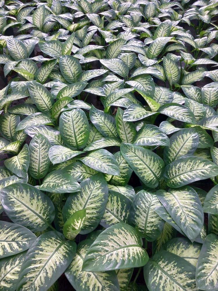DIEFF. TROPIC SNOW 1P VP17