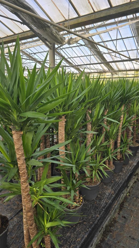 YUCCA 120/90/60/30 VP30