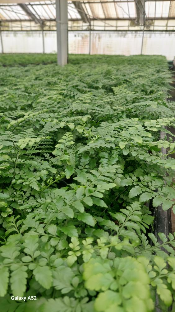 ASPLENIUM PARVATI CP17