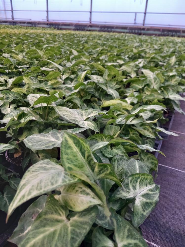 SYNGONIUM ARROW VP12