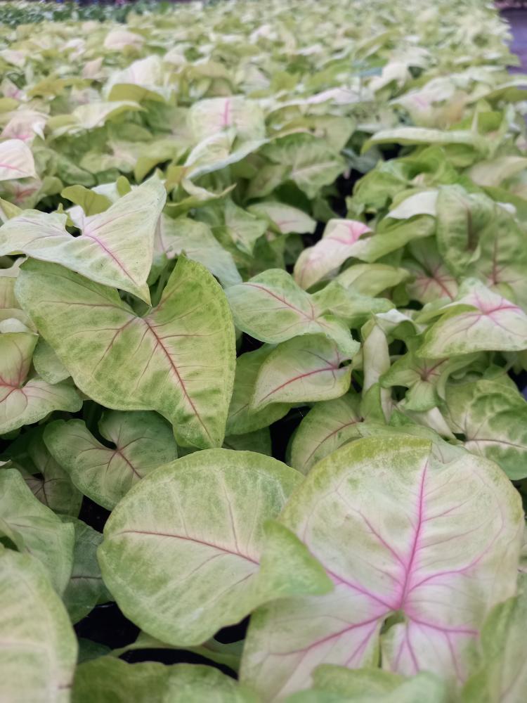 SYNGONIUM GOLDEN ALLUSION VP12