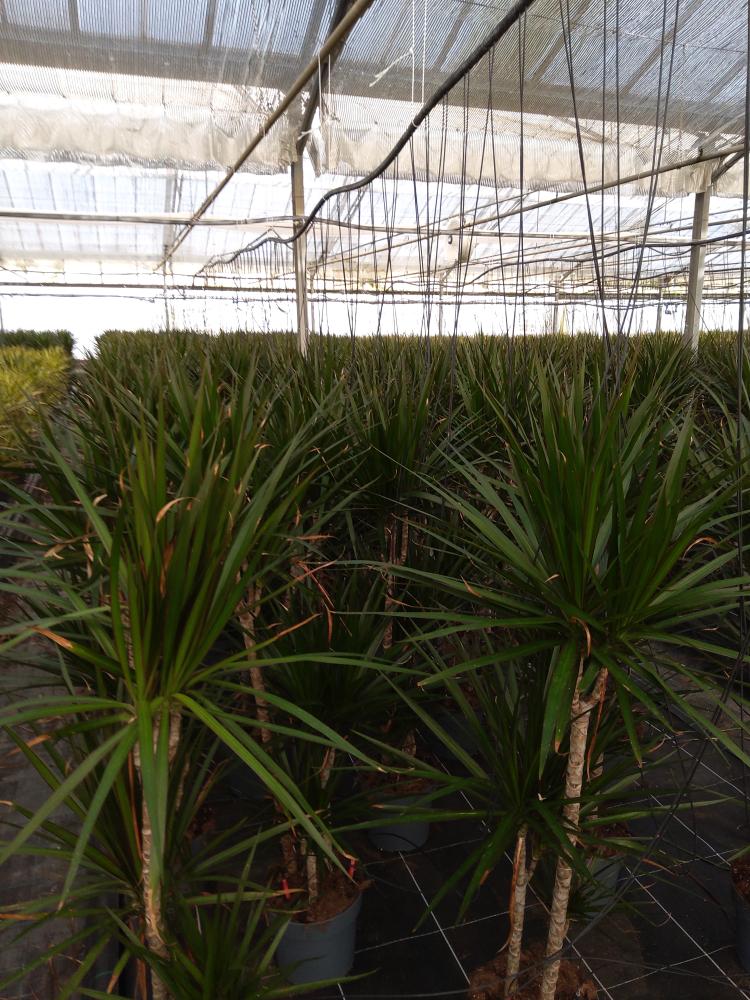 DRACAENA MARG. H60/30/10 VP21