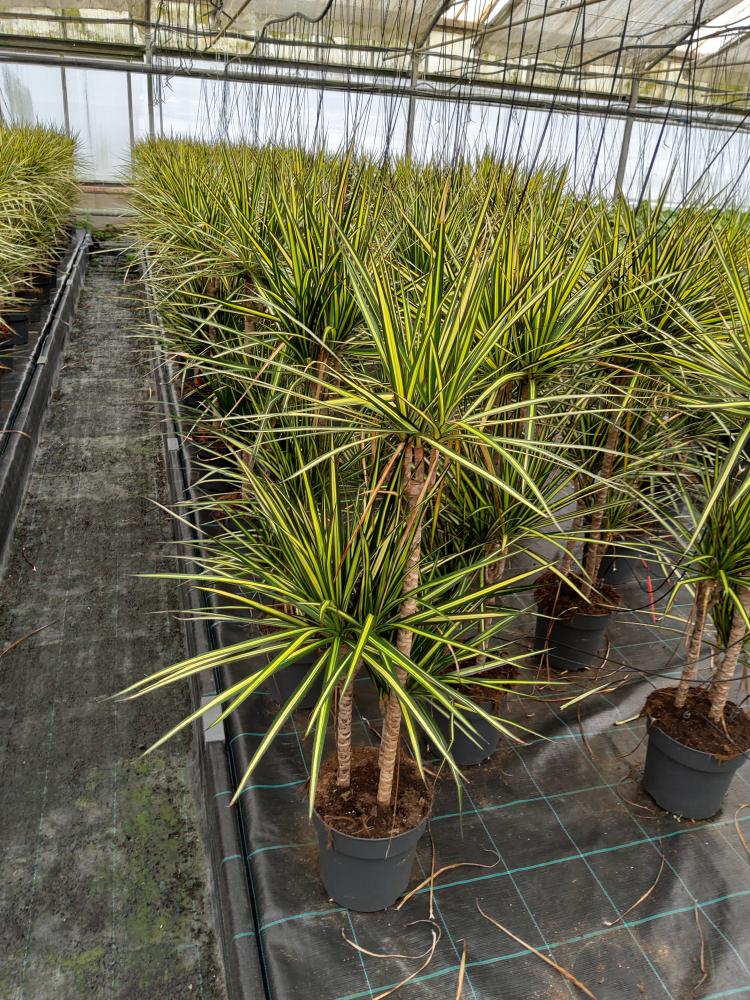 DRACAENA KIWI VP21 H60/30/15