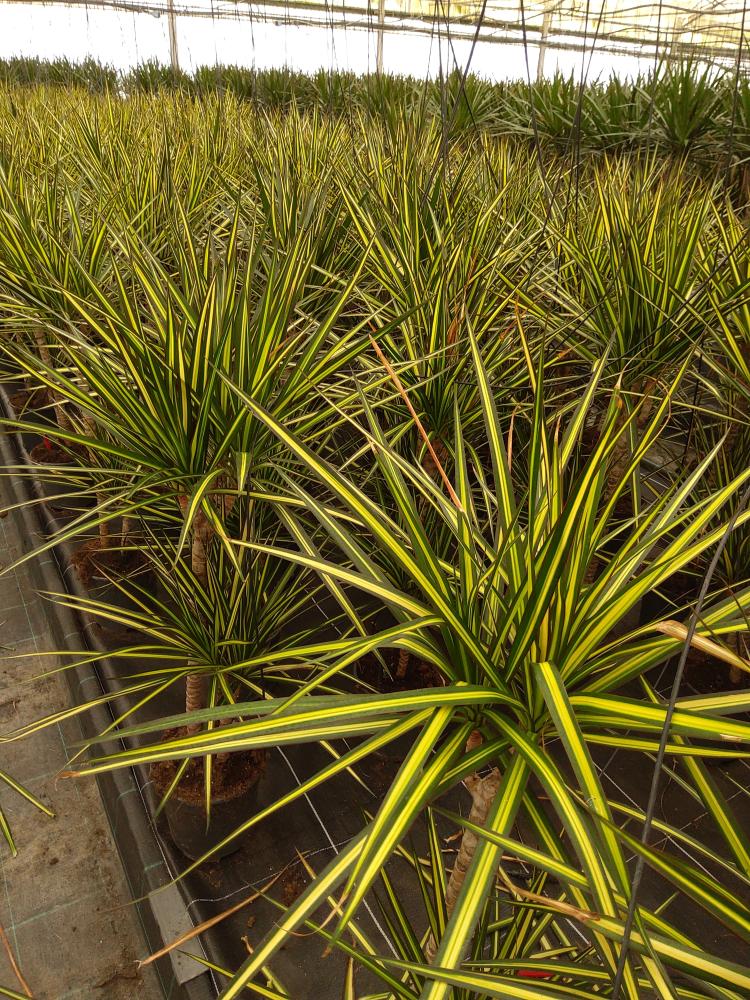 DRACAENA KIWI VP17 H30/15