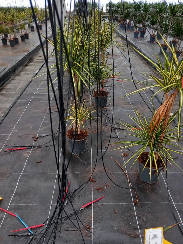 DRACAENA KIWI VP17 H30/15