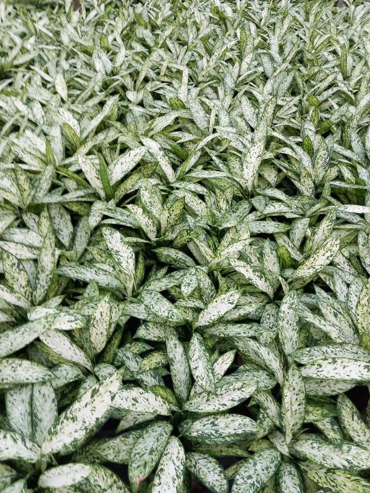 DIEFF. VESUVIO 3P VP17