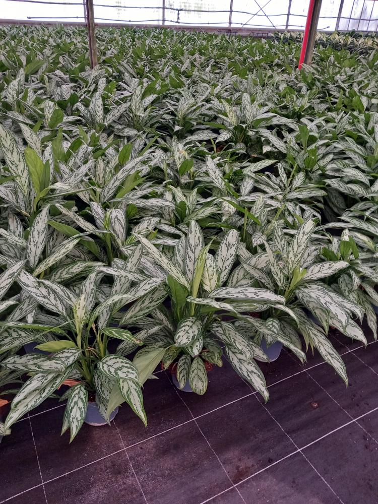 AGLAONEMA S. QUEEN 3P VP17