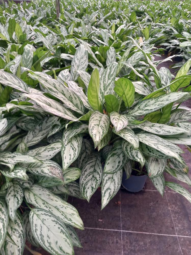 AGLAONEMA S. QUEEN 3P VP17