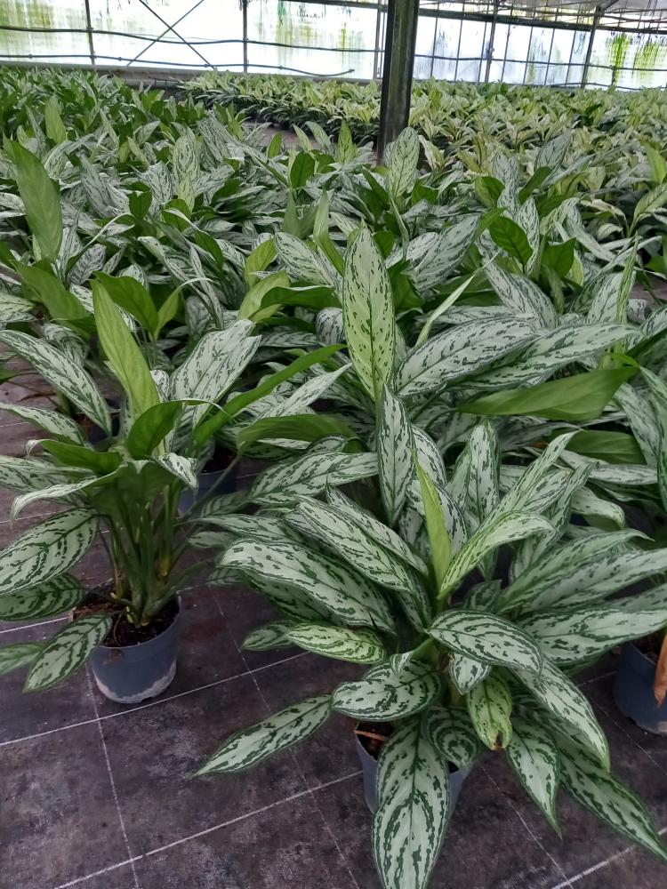AGLAONEMA S. QUEEN 3P VP17