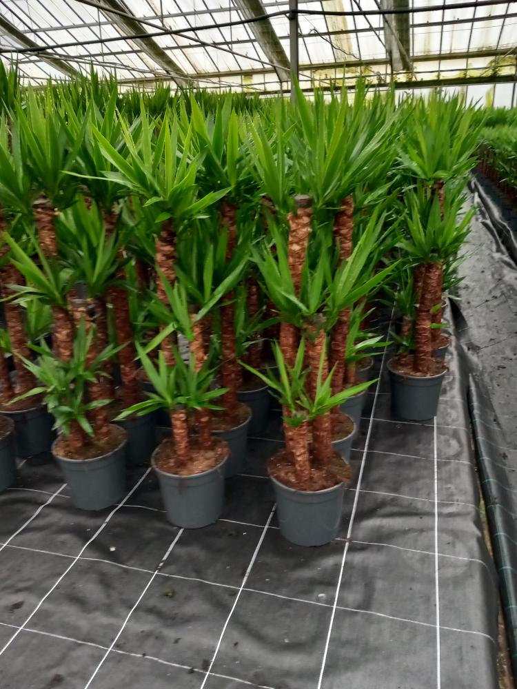 YUCCA H90/60/30 VP24