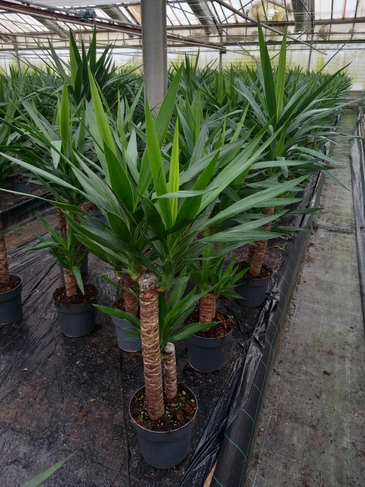 YUCCA H60/30 VP21