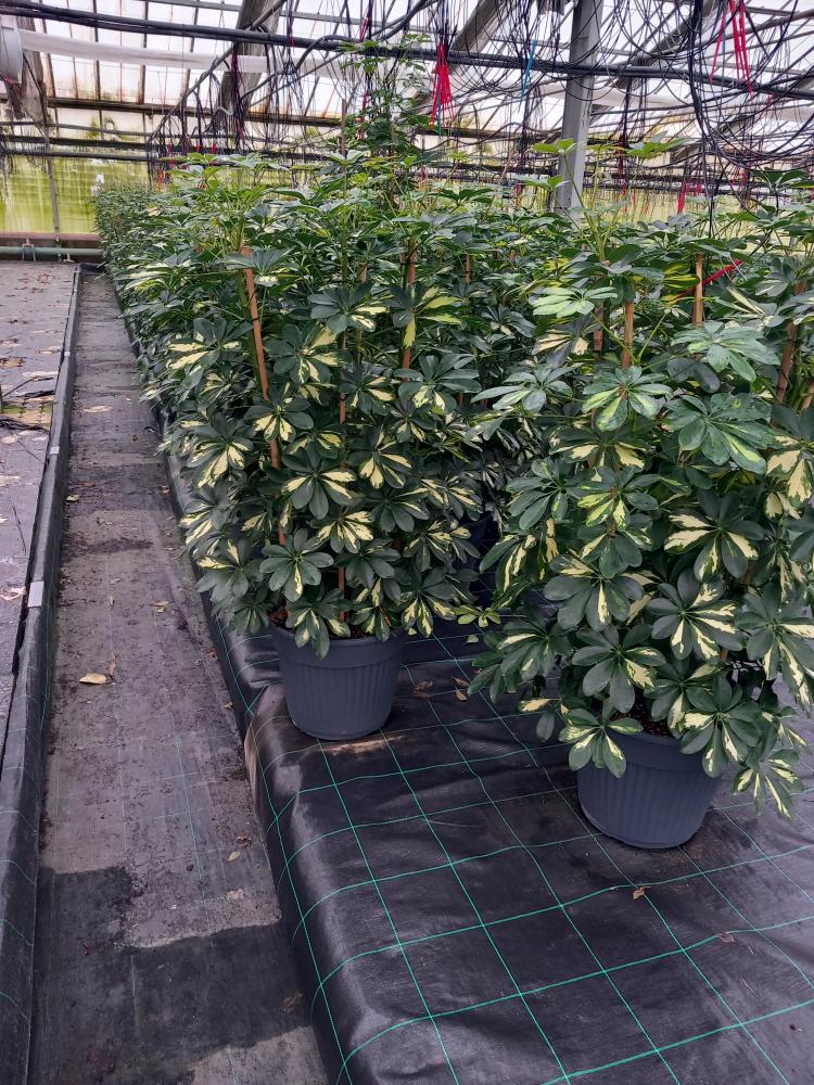 SCHEFFLERA GOLD CAPELLA VP35