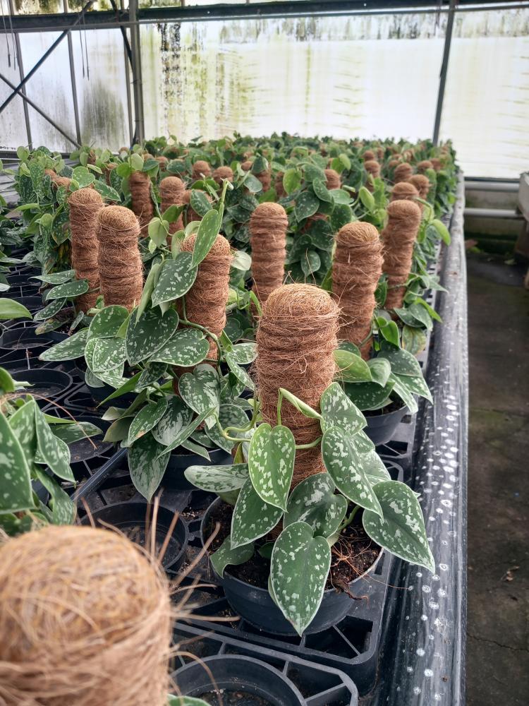 SCINDAPSUS PICTUM S. ANN H30 CP17